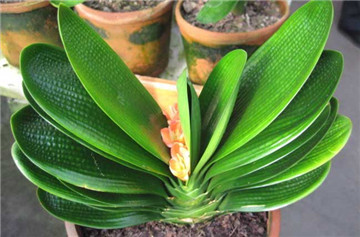 君子兰夹箭最好的解决办法,君子兰夹箭了怎么办我来教你