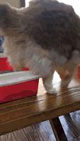 膨润土混合猫砂推荐排行榜,15-25的膨润土猫砂测评推荐