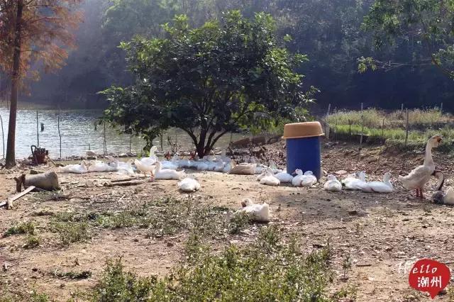 潮州好玩的农庄推荐,2022年潮州哪个农庄好玩