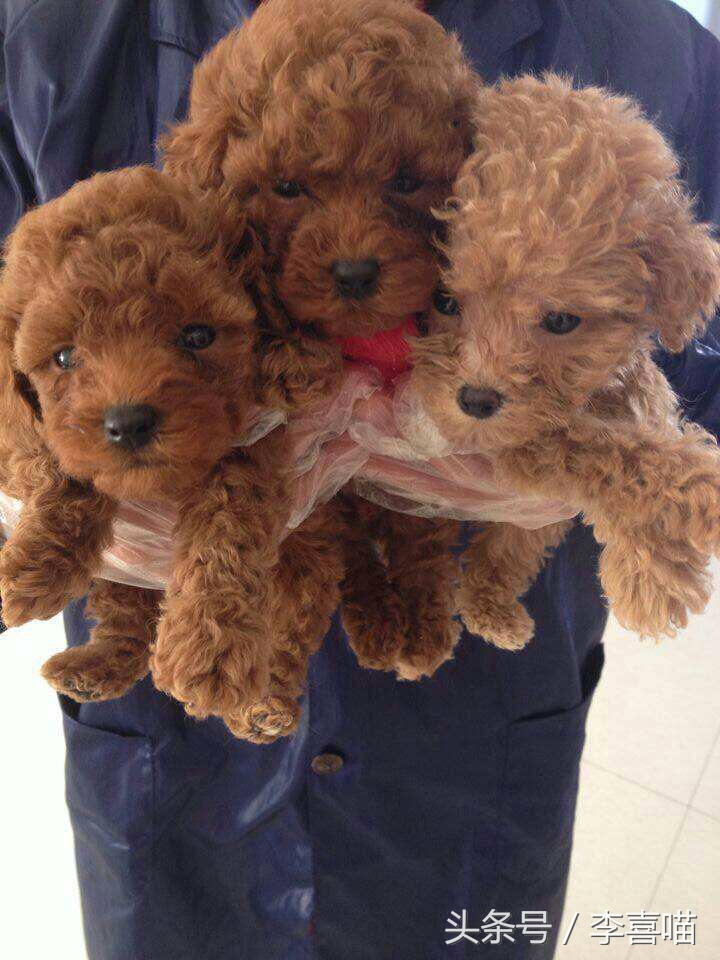 泰迪犬的市场价格和购买时应该关注的事