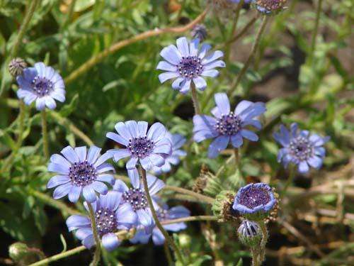 心悦君兮君不知花语,心悦君兮君不知七夕心动信号