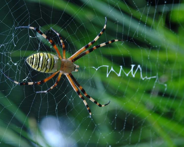 梦见蜘蛛织网代表什么预兆,梦见蜘蛛在爬是什么意思