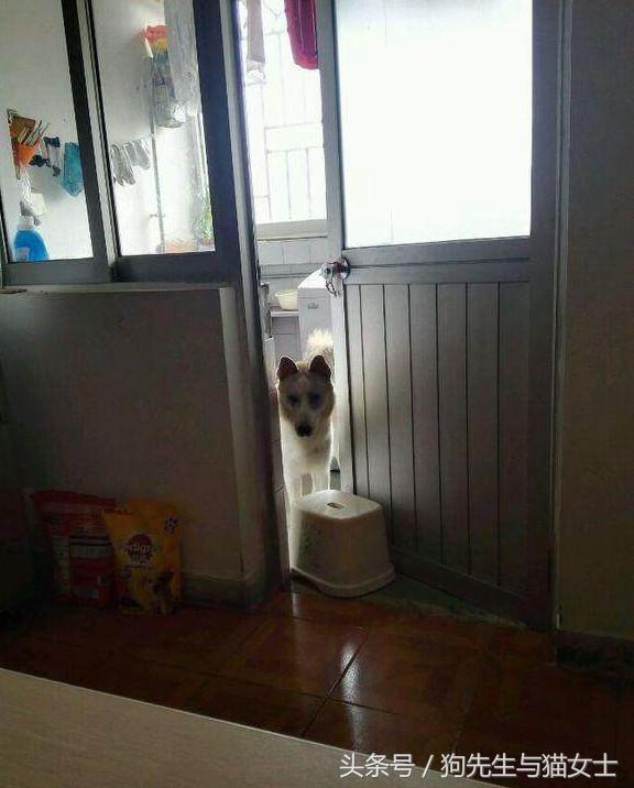 因主人出差两天没喂，哈士奇把万元床垫尿湿，表情亮了！