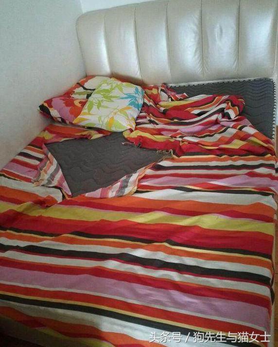 因主人出差两天没喂，哈士奇把万元床垫尿湿，表情亮了！