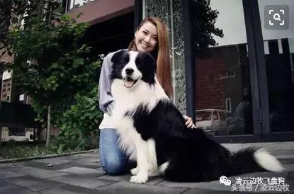 使狗狗快乐的动作,使狗狗开心的声音