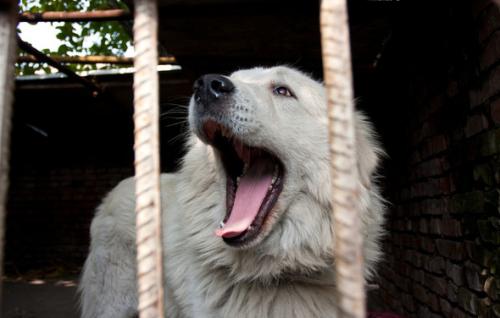 狗狗用前腿撑着后腿走路怎么回事,狗狗前腿走路后腿腾空