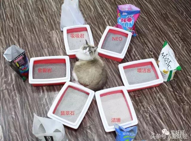 膨润土混合猫砂推荐排行榜,15-25的膨润土猫砂测评推荐