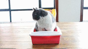 膨润土混合猫砂推荐排行榜,15-25的膨润土猫砂测评推荐
