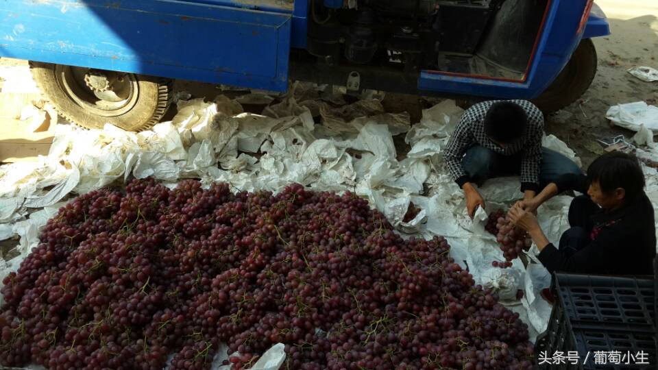 葡萄的种植条件是什么,葡萄种植辛苦吗