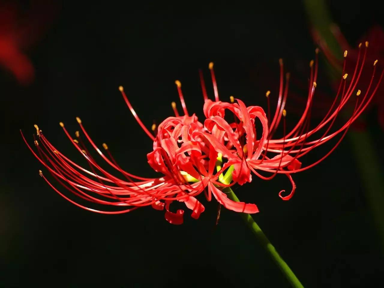 《本草》植物志之彼岸花：开一千年，落一千年，花叶不相见