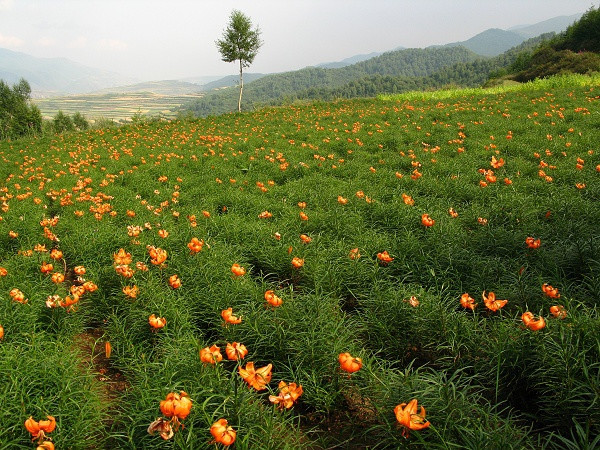 农特微商的运营模式,农特微商招代理文案