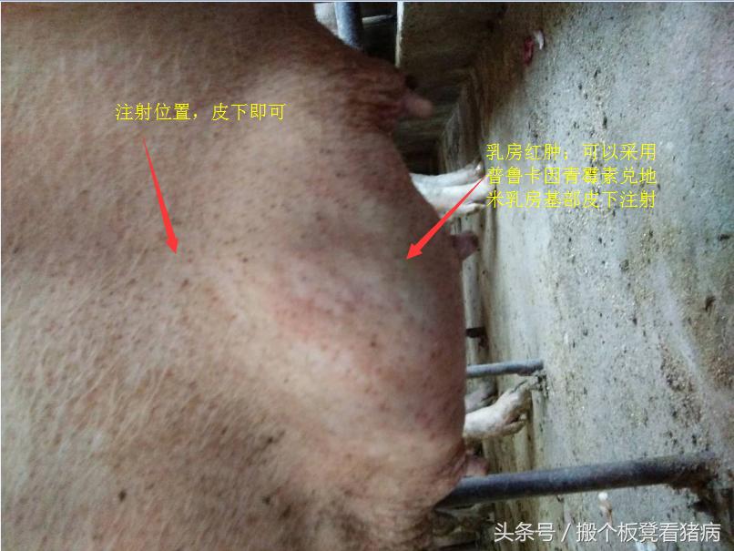 养猪人如何防控猪病,养猪人如何预防猪病