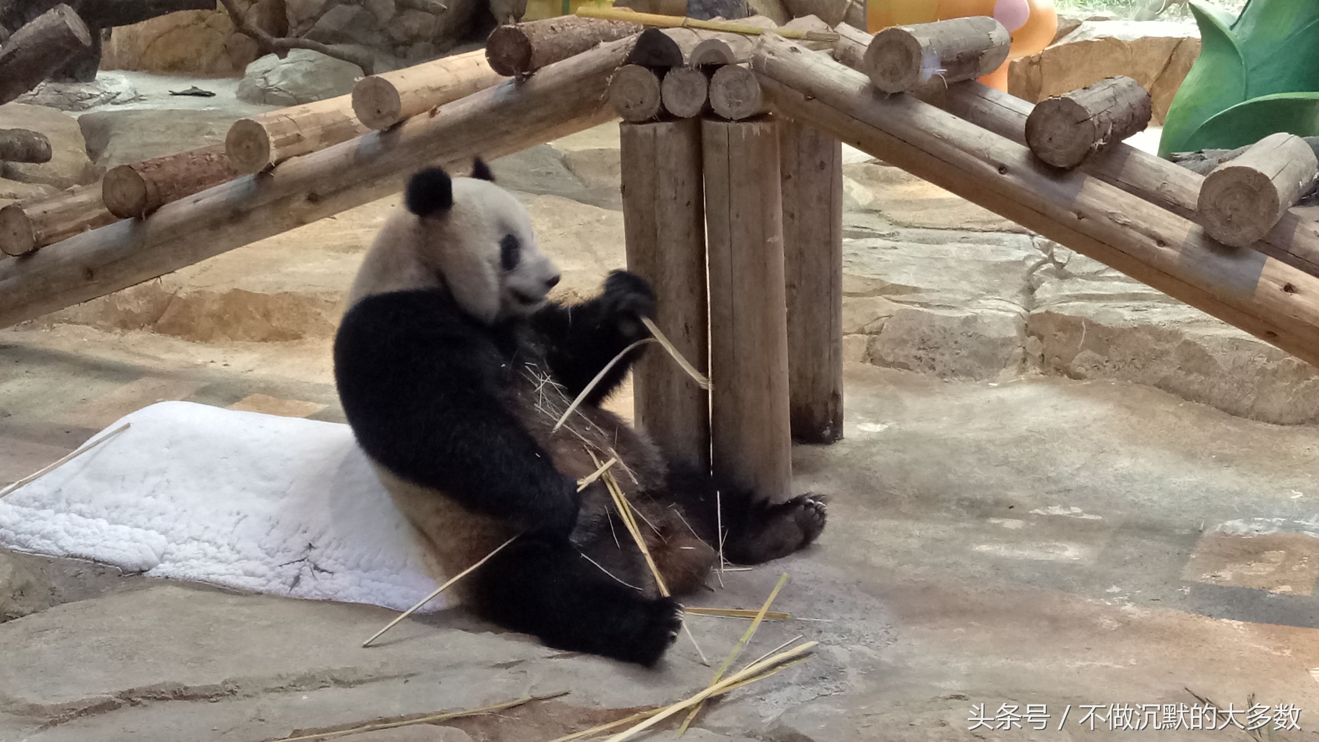 广州长隆野生动物园金蛇秘境直播,长隆野生动物园金蛇秘境害怕吗