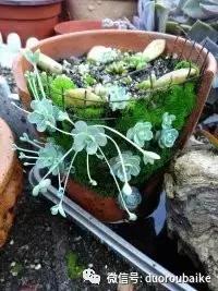 青苔养多肉方法,青苔和多肉种在一起