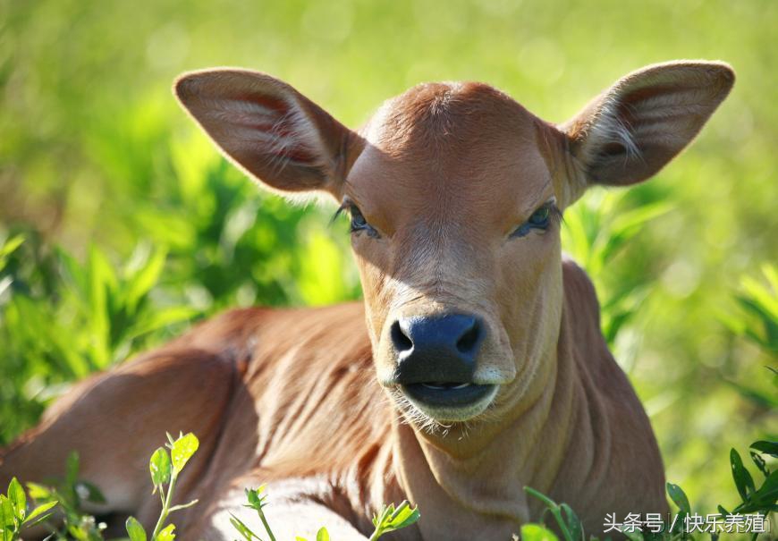 新生犊牛腹泻治疗最佳方法,新生犊牛腹泻怎么饲喂