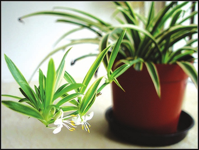 煤灰去甲醛最好的方法,烧过的煤球怎么除甲醛