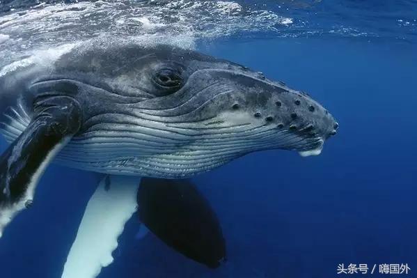 加拿大挣钱视频,加拿大最挣钱街边小吃