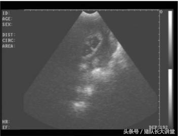 教你如何判断母猪是否怀孕,猪队长大讲堂