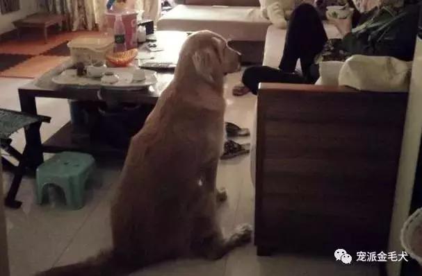 给金毛吃药被吐出来,金毛吃骨头卡了