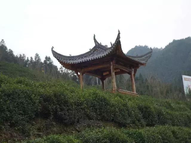 茶产业转型升级的意义,茶产业转型升级的建议