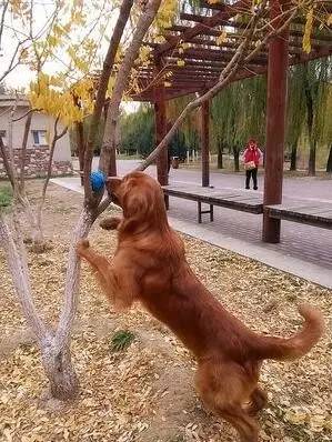 为什么狗狗绝育会胖,为什么狗狗绝育了会变胖