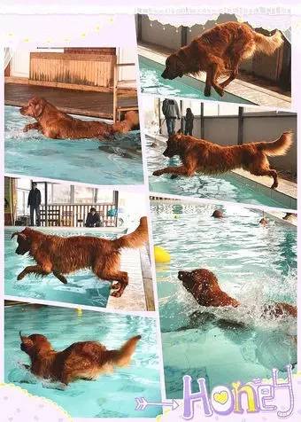 为什么狗狗绝育会胖,为什么狗狗绝育了会变胖