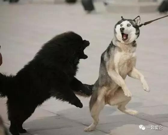 宠知识不太冷,哈士奇从小养会撒手没吗