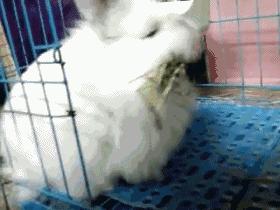 如何征服不听话的猫,怎么征服不给抱的小猫咪