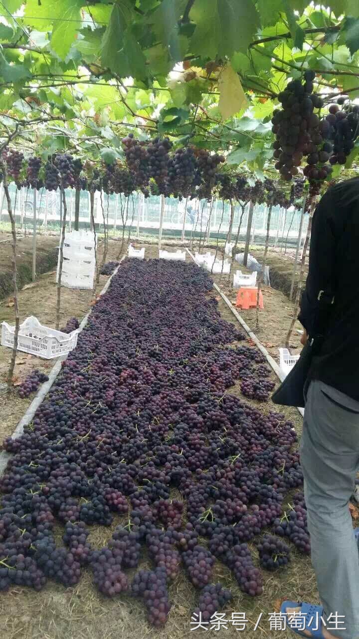葡萄的种植条件是什么,葡萄种植辛苦吗