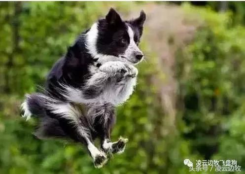 使狗狗快乐的动作,使狗狗开心的声音