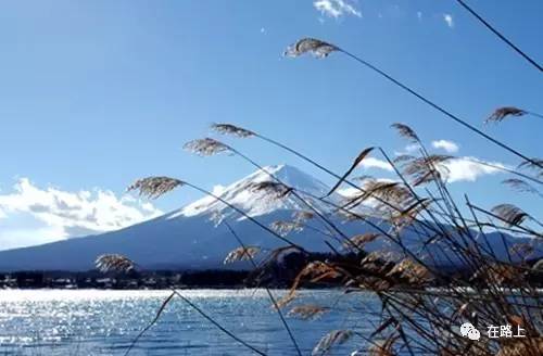 东京盛开的花,东京行走的画卷