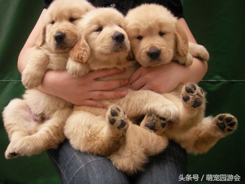 买到的小狗怎么处理,买小狗查出细小该怎么维权