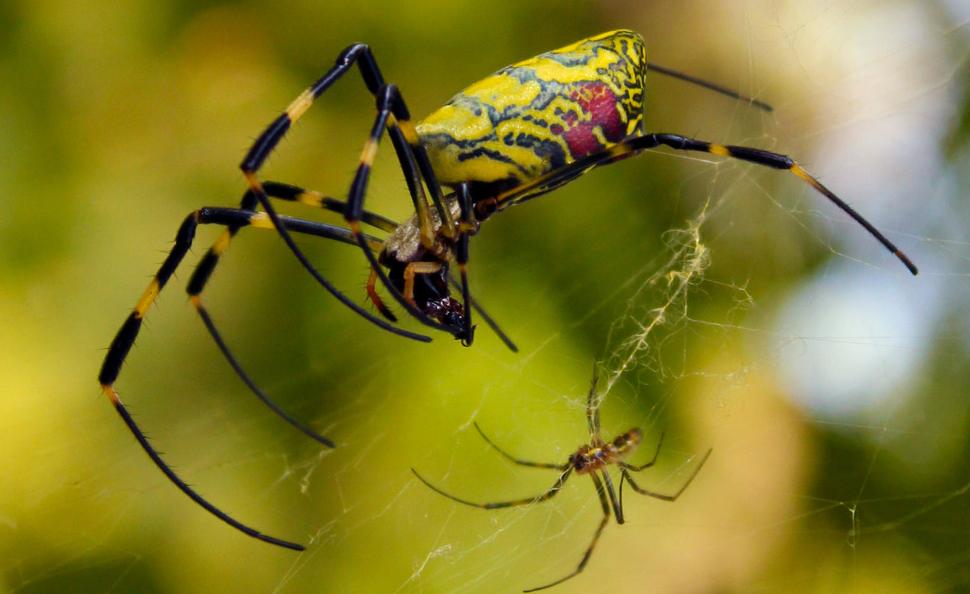 梦见蜘蛛织网代表什么预兆,梦见蜘蛛在爬是什么意思