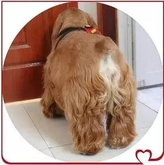 为什么狗狗绝育会胖,为什么狗狗绝育了会变胖