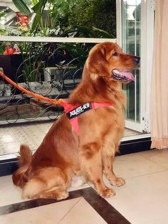 为什么狗狗绝育会胖,为什么狗狗绝育了会变胖