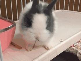 如何征服不听话的猫,怎么征服不给抱的小猫咪