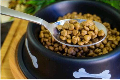 柯基犬拉稀怎么回事,柯基犬拉肚子怎么办