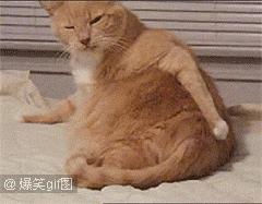 泰迪喝醉了怎么办,泰迪喝酒喝醉了