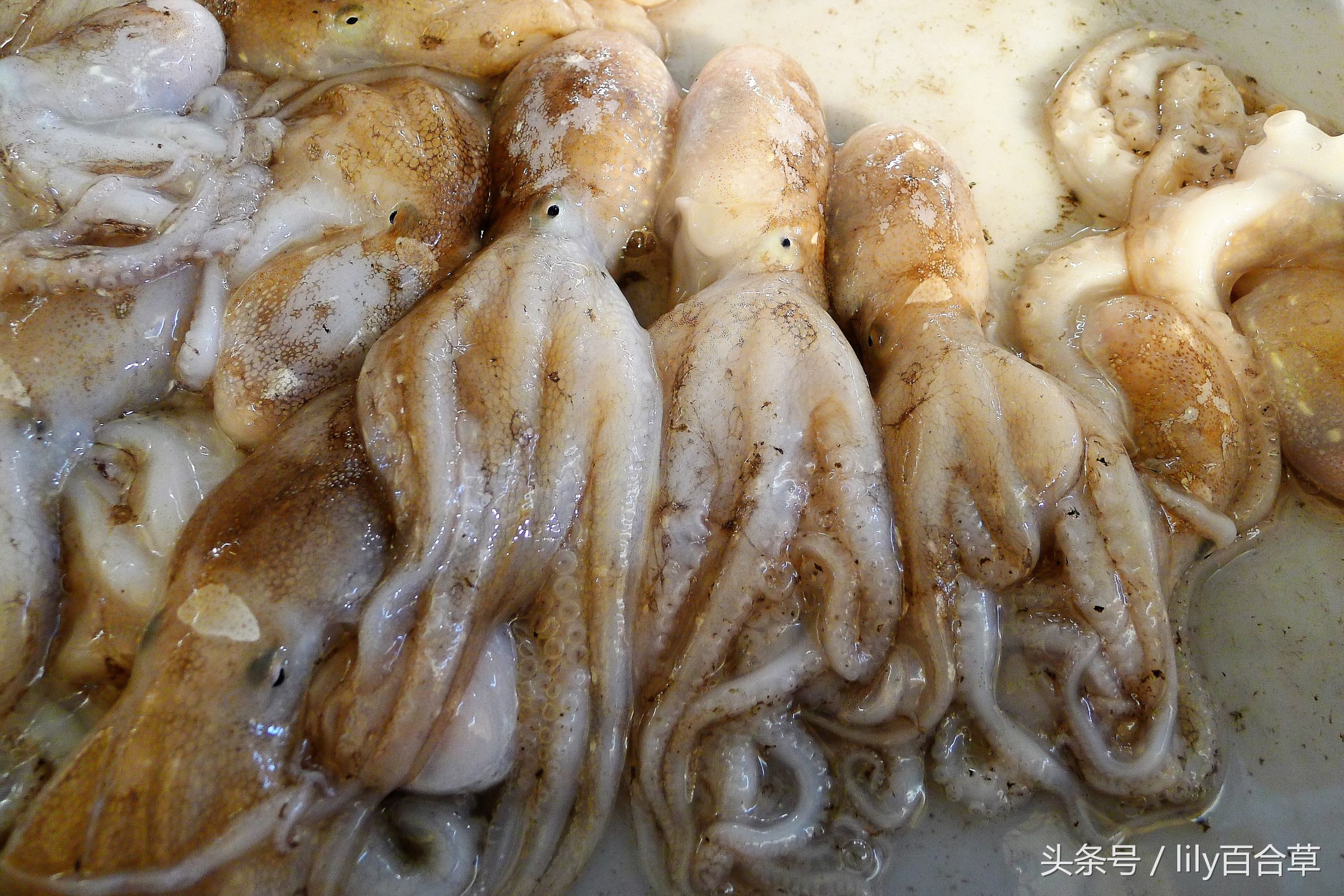 吃海鲜适合带什么,回家路上可以带海鲜吗