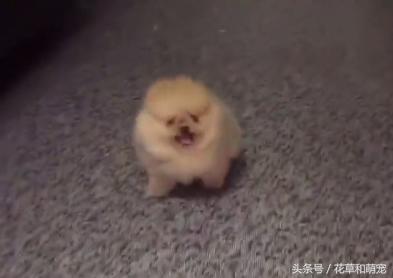 小博美狗狗打架,博美狗小脾气大