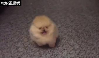 小博美狗狗打架,博美狗小脾气大