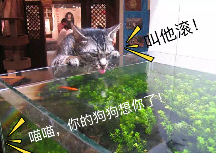 明天就是情人节了图文,明天就是情人节图片