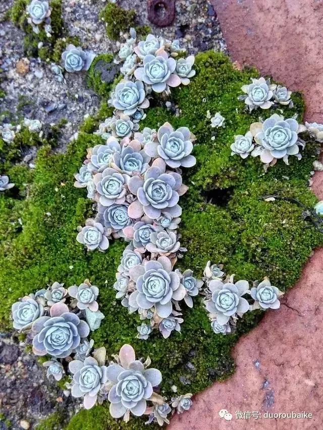 青苔养多肉方法,青苔和多肉种在一起