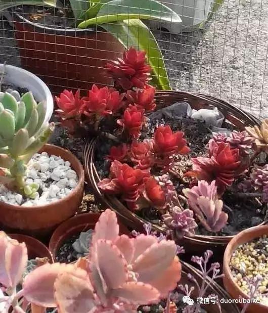 青苔养多肉方法,青苔和多肉种在一起