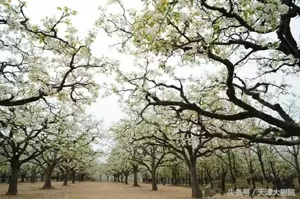 梨园是什么的别称,梨园叫什么名字