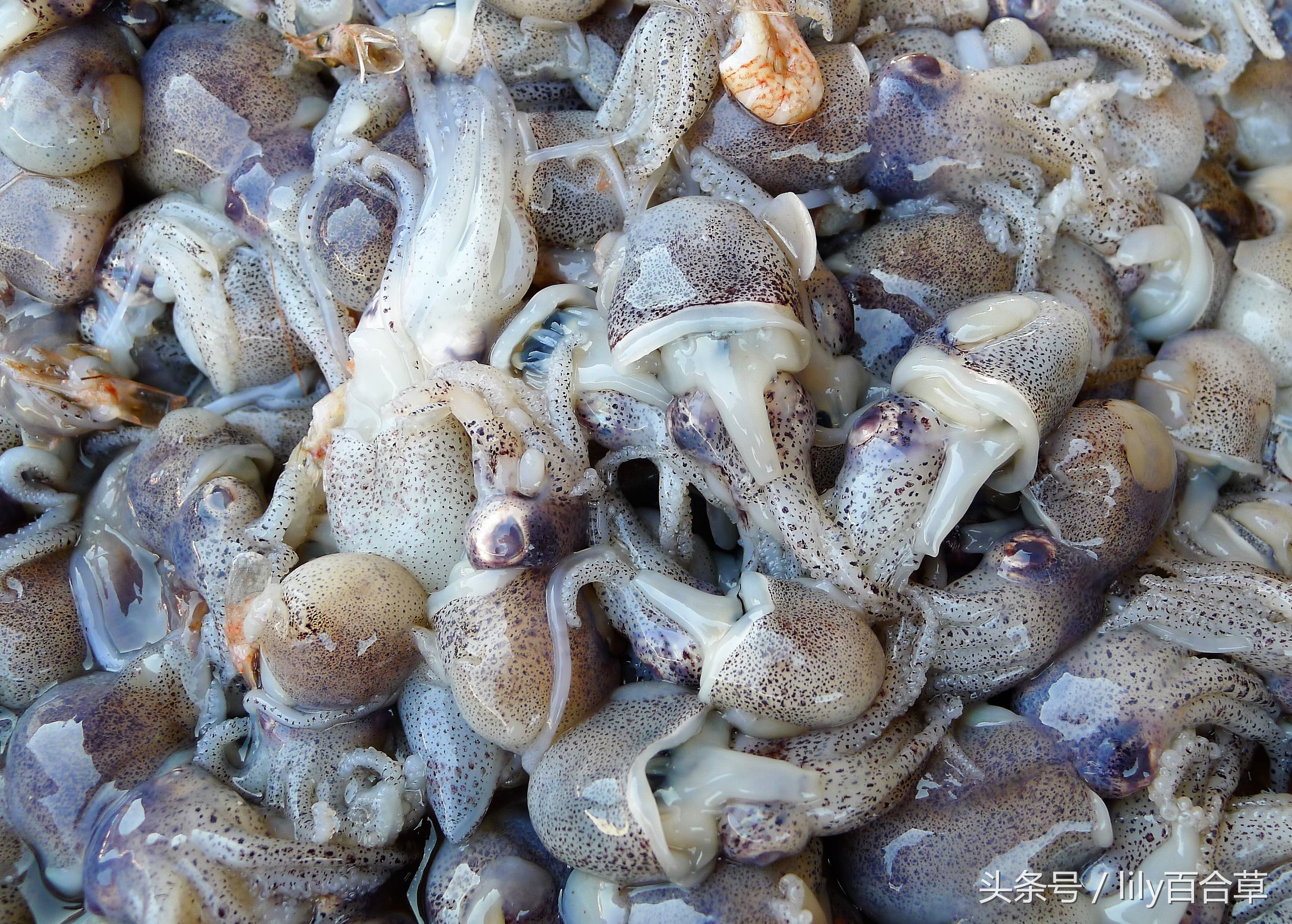 吃海鲜适合带什么,回家路上可以带海鲜吗