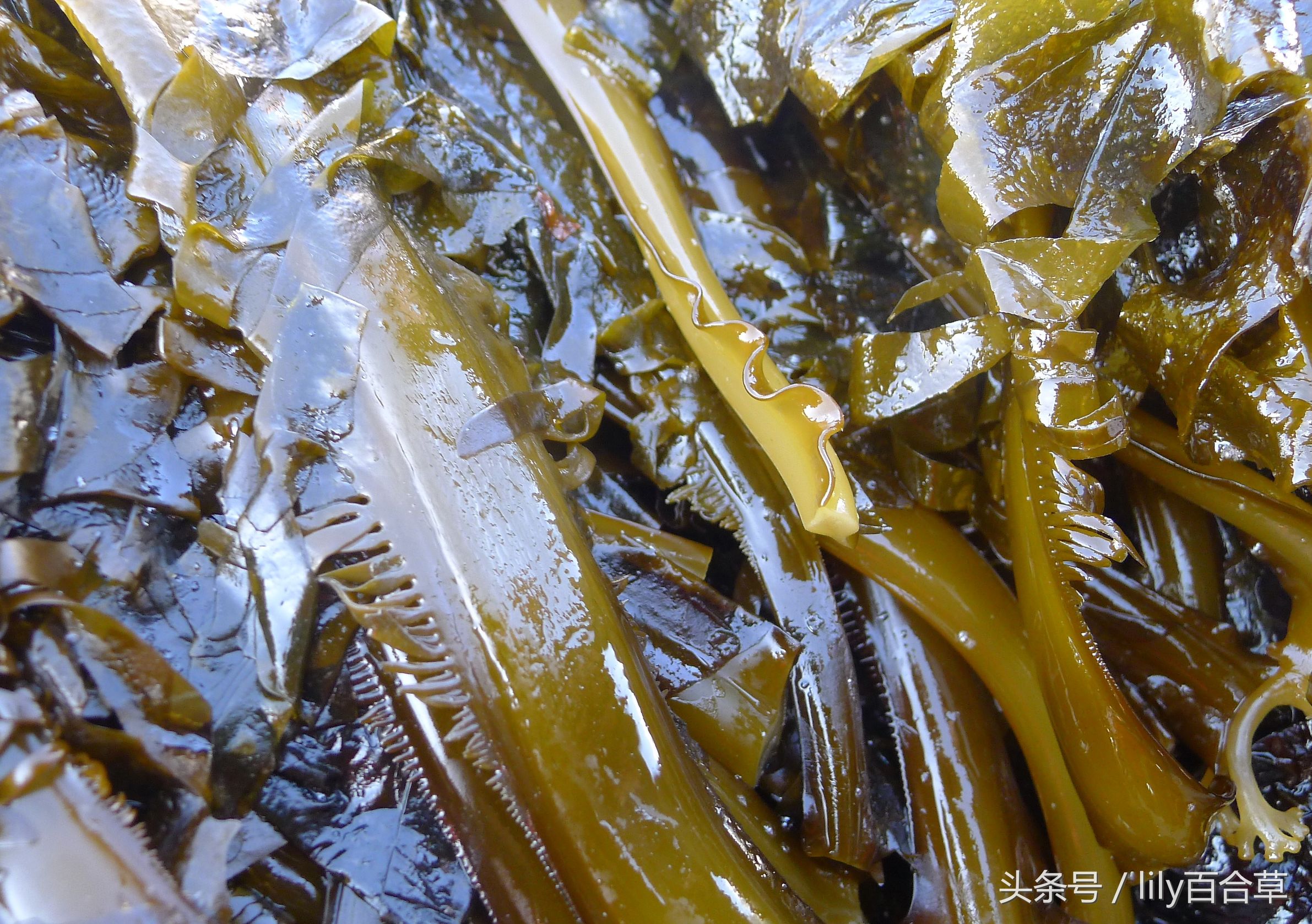 吃海鲜适合带什么,回家路上可以带海鲜吗