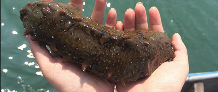 买海参干的好还是即食海参好,为什么即食海参比淡干海参便宜