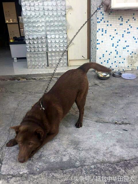 深棕色中华田园犬,棕色中华田园犬长大的样子