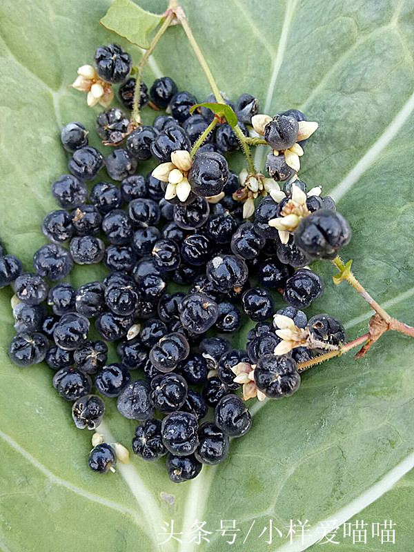 农村很多的紫色小野果,小野果山里果